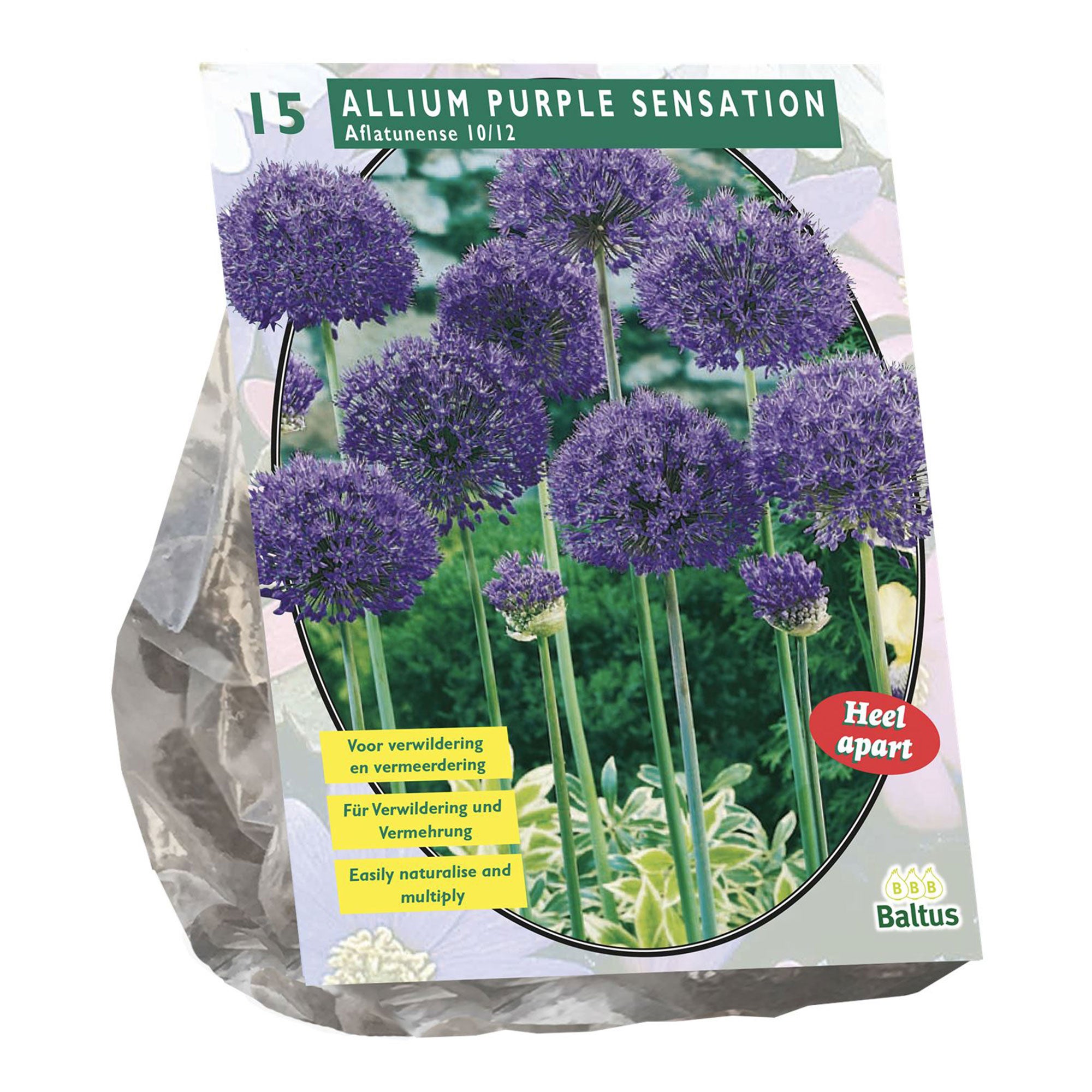 Allium Aflatunense Purple Sensation per 15 Baltus Allium Aflatunense Purple Sensation per 15 Baltus